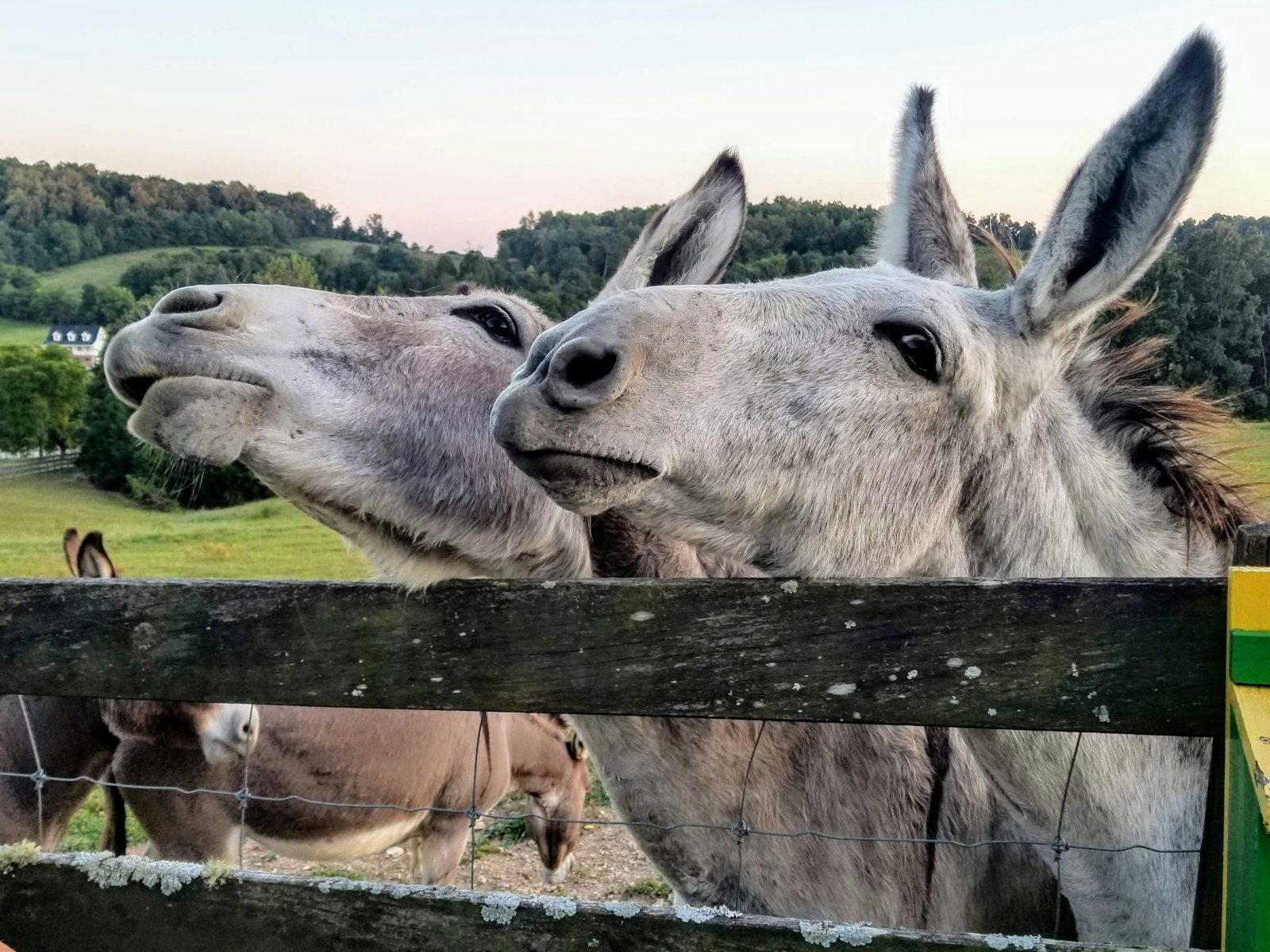 Imagen referencial · La demanda china de gelatina de burro hizo que África prohibiera el comercio de pieles