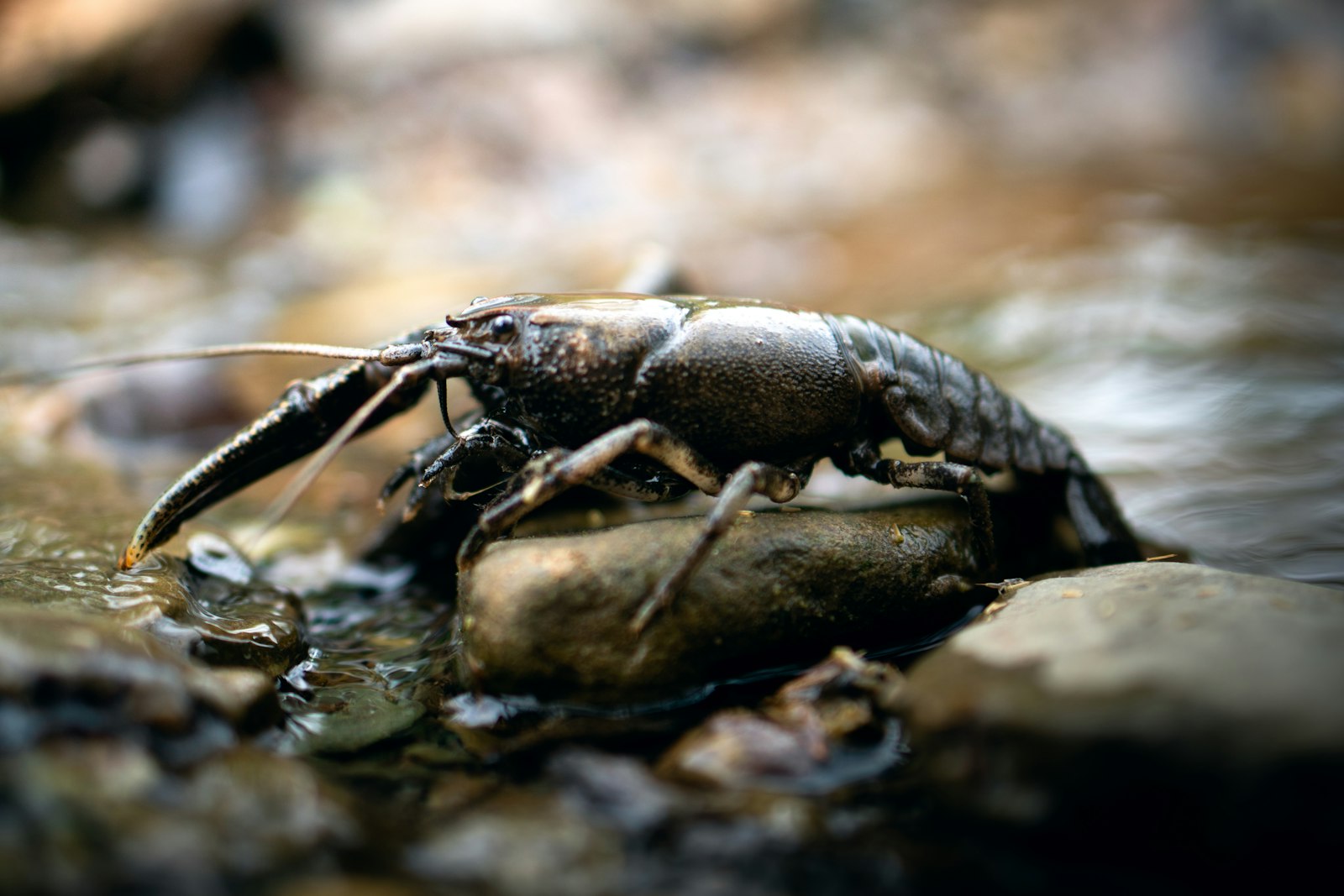 ¿Cómo cultiva China peces y crustáceos en el desierto?