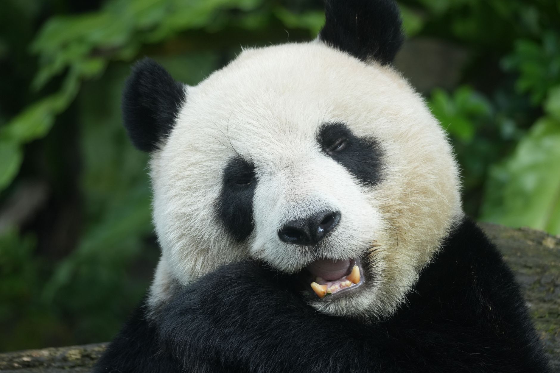 Imagen referencial · Xi anuncia el envío de dos pandas al zoo de Atlanta: la diplomacia del oso vuelve con la cumbre